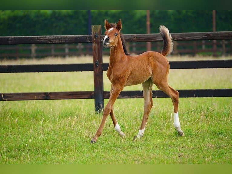 Arabian horses Stallion  9,2 hh Brown in Cromvoirt