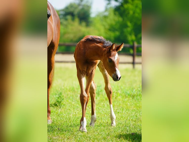 Arabian horses Stallion  9,2 hh Brown in Cromvoirt