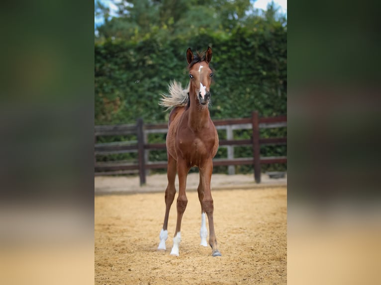 Arabian horses Stallion Foal (01/2025) 9,2 hh Brown in Cromvoirt