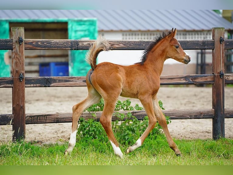Arabian horses Stallion  9,2 hh Brown in Cromvoirt