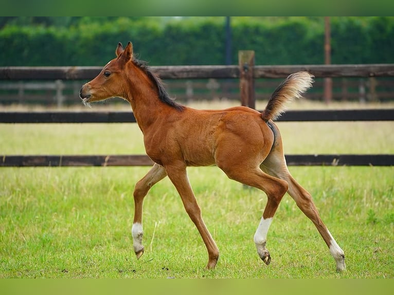 Arabian horses Stallion  9,2 hh Brown in Cromvoirt