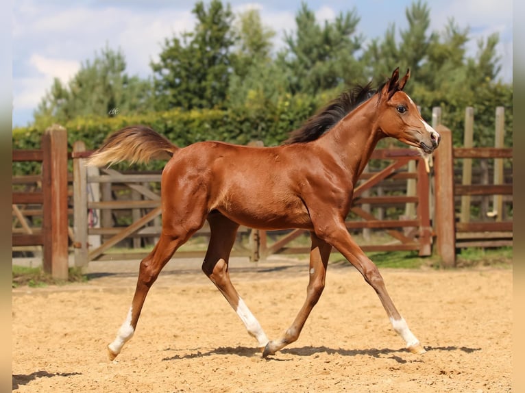 Arabian horses Stallion Foal (01/2025) 9,2 hh Brown in Cromvoirt