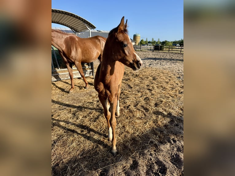 Arabian horses Stallion Foal (01/2025) 9,2 hh Brown in Cromvoirt