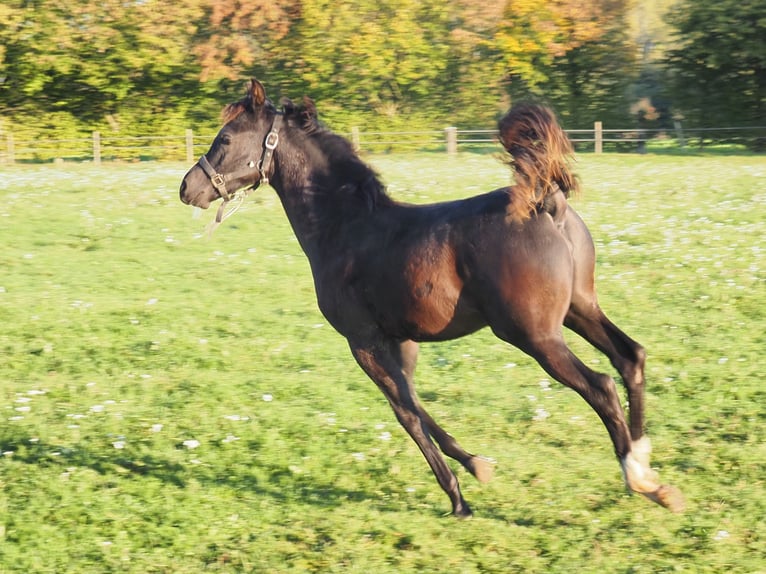 Arabian horses Stallion Foal (04/2026) Black in Baak