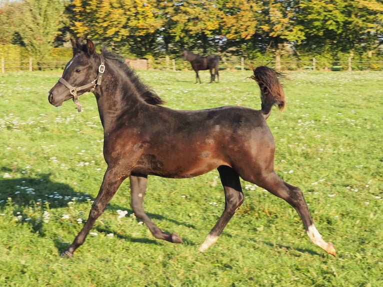 Arabian horses Stallion Foal (04/2026) Black in Baak