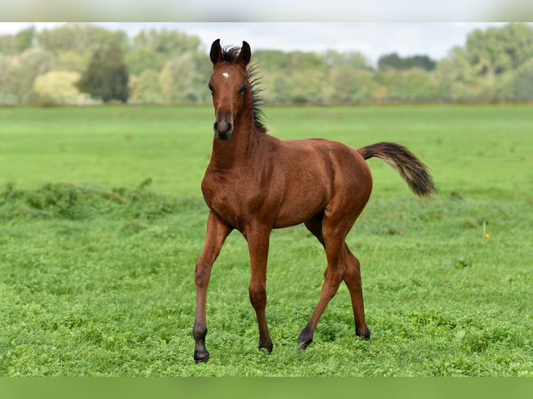 Arabian horses Stallion Foal (06/2026) Brown in Aarlanderveen