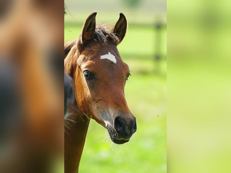 Arabian horses Stallion Foal (06/2025) Brown in Winterswijk Woold