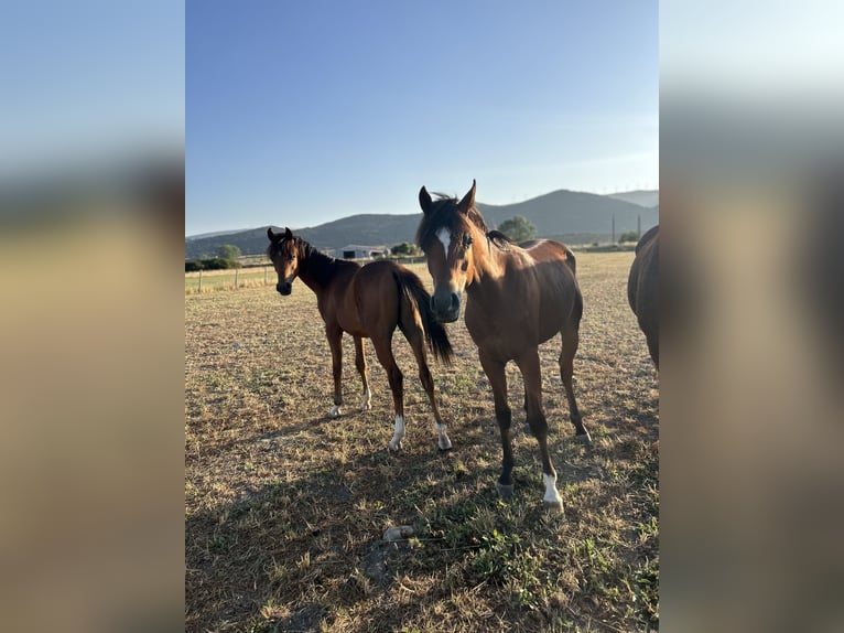 Arabian horses Stallion Foal (01/2024) Brown in Bilbao