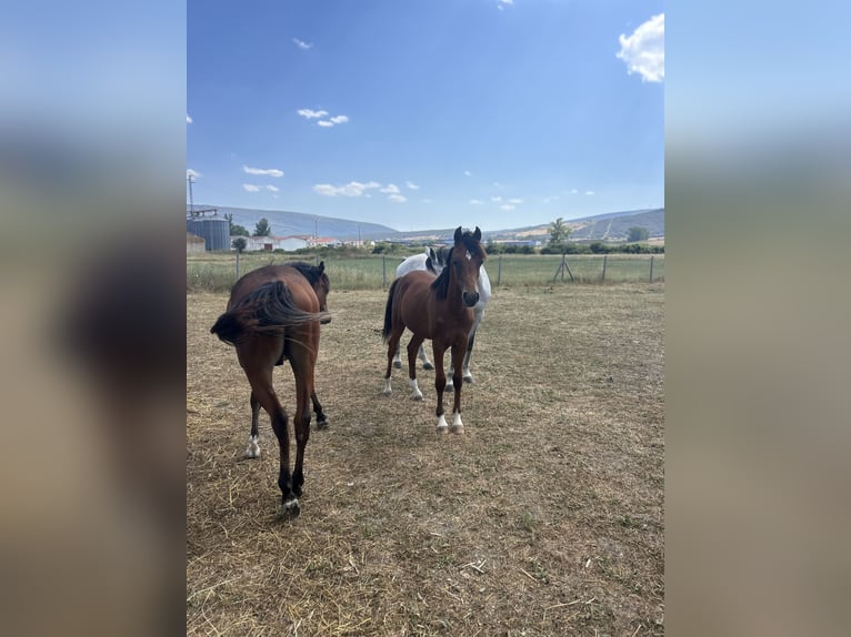 Arabian horses Stallion Foal (01/2024) Brown in Bilbao