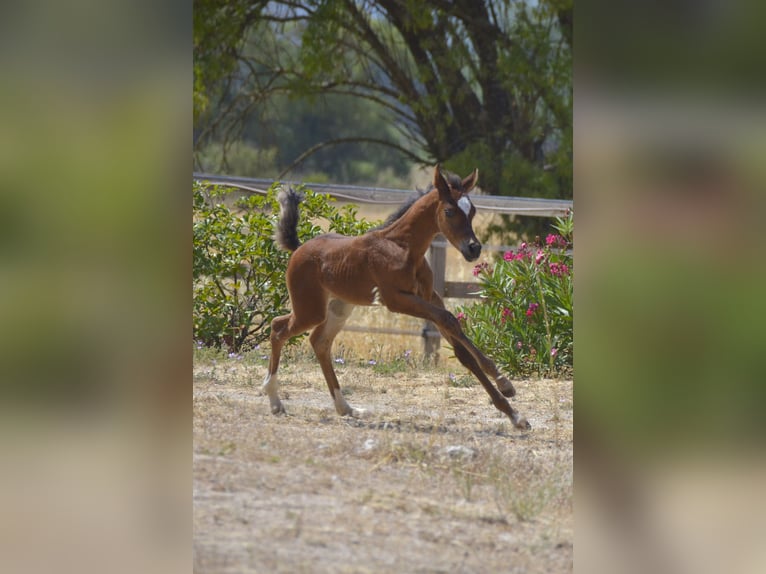 Arabian horses Stallion Foal (06/2026) Brown in Camps La Source