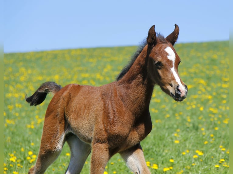 Arabian horses Stallion Foal (04/2026) Brown in Wallsee