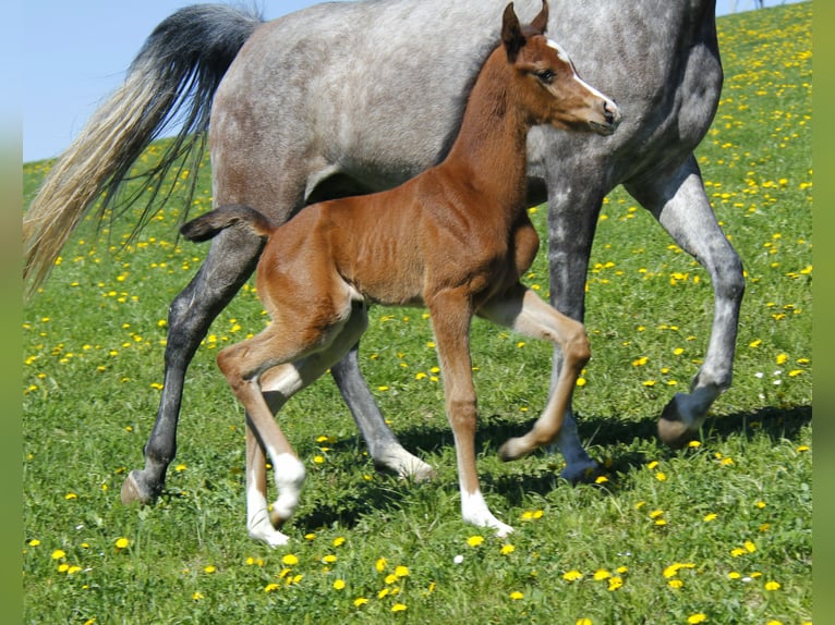 Arabian horses Stallion Foal (04/2026) Brown in Wallsee