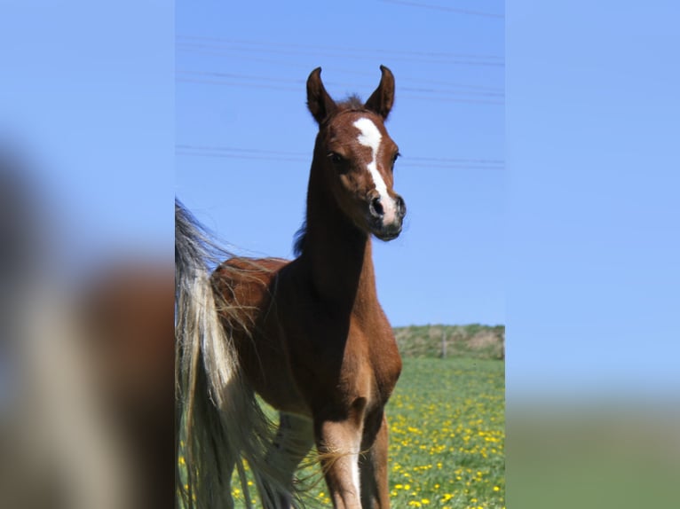 Arabian horses Stallion Foal (04/2026) Brown in Wallsee