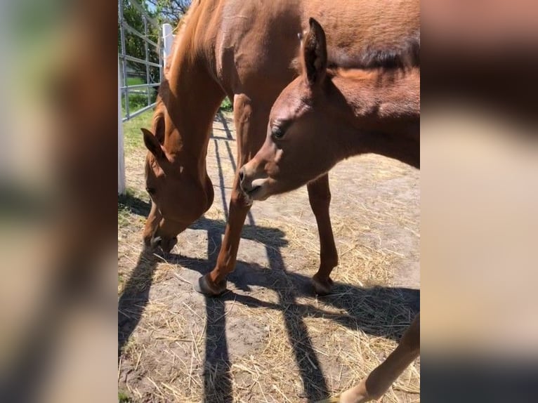 Arabian horses Stallion Foal (04/2026) Brown in Deutsch-Brodersdorf