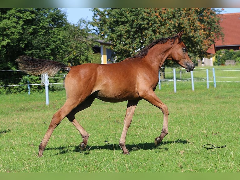 Arabian horses Stallion Foal (03/2025) Brown in Ried im Traunkreis