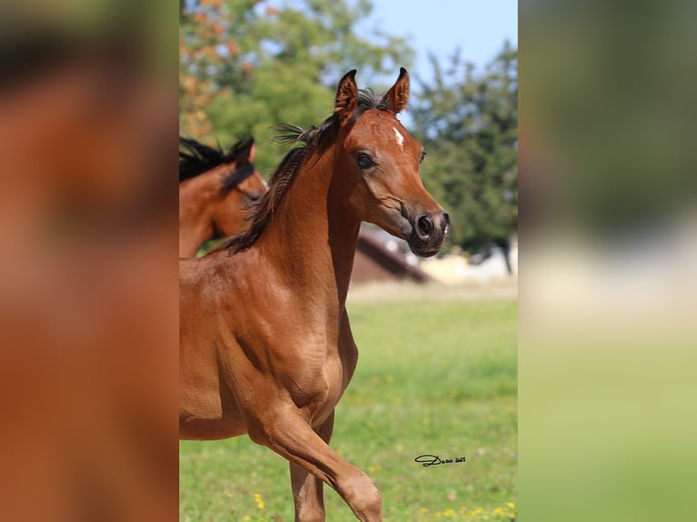Arabian horses Stallion Foal (03/2025) Brown in Ried im Traunkreis