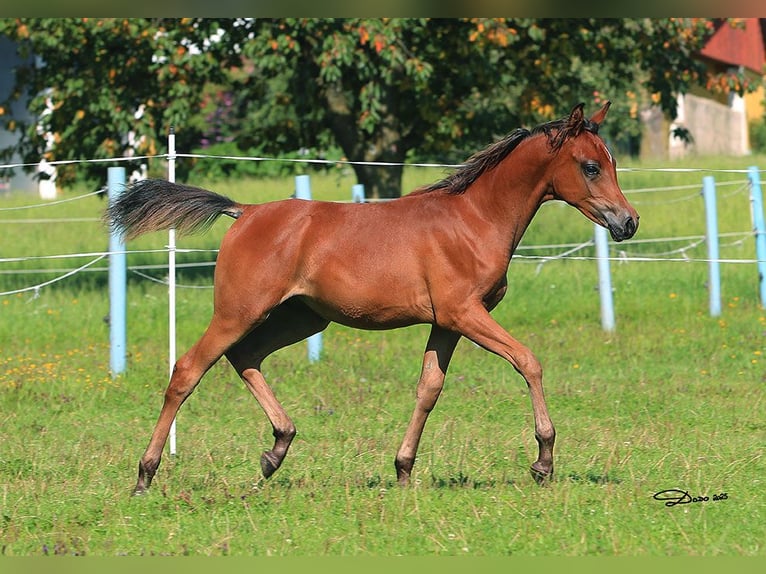 Arabian horses Stallion Foal (03/2025) Brown in Ried im Traunkreis