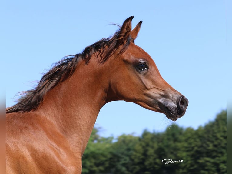 Arabian horses Stallion Foal (03/2025) Brown in Ried im Traunkreis