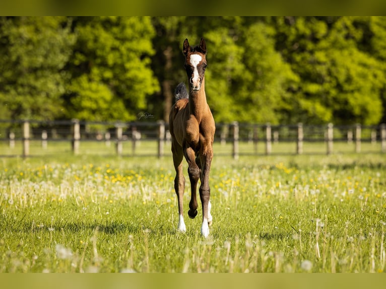 Arabian horses Stallion  Can be white in Niederkr&#xFC;chten
