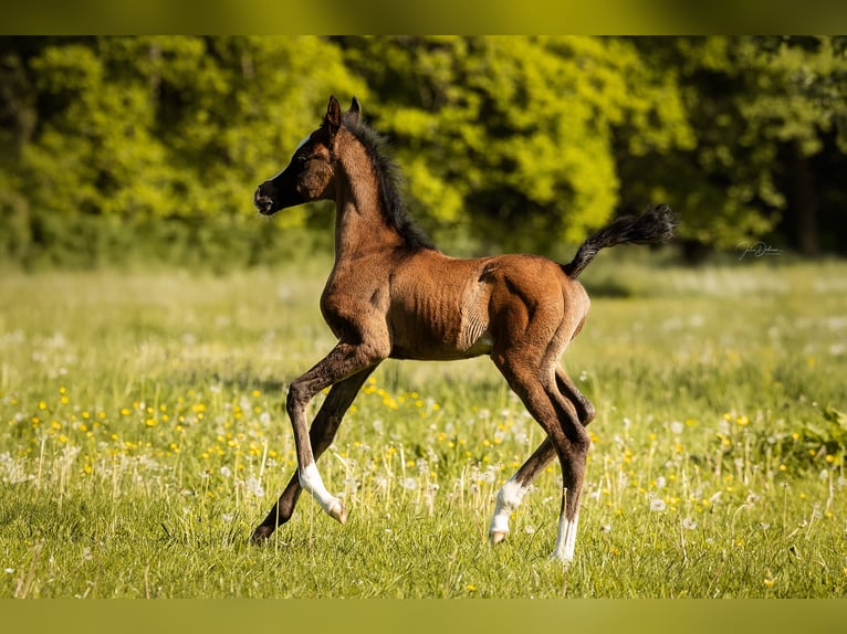 Arabian horses Stallion  Can be white in Niederkr&#xFC;chten