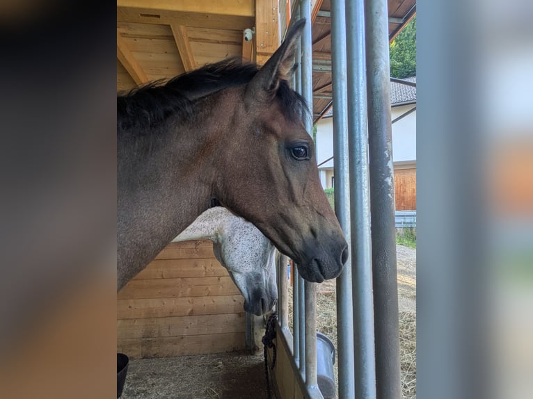 Arabian horses Stallion Foal (04/2025) Can be white in Buchenbach