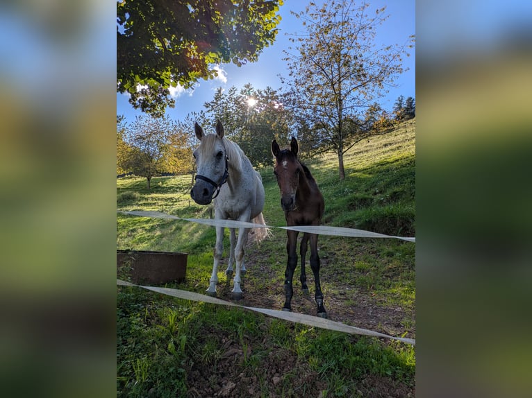 Arabian horses Stallion Foal (04/2025) Can be white in Buchenbach