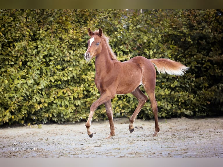 Arabian horses Stallion Foal (06/2024) Chestnut in Scheeßel