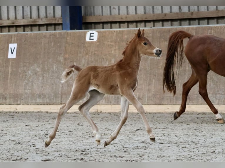 Arabian horses Stallion Foal (03/2024) Chestnut-Red in Bad Oldesloe
