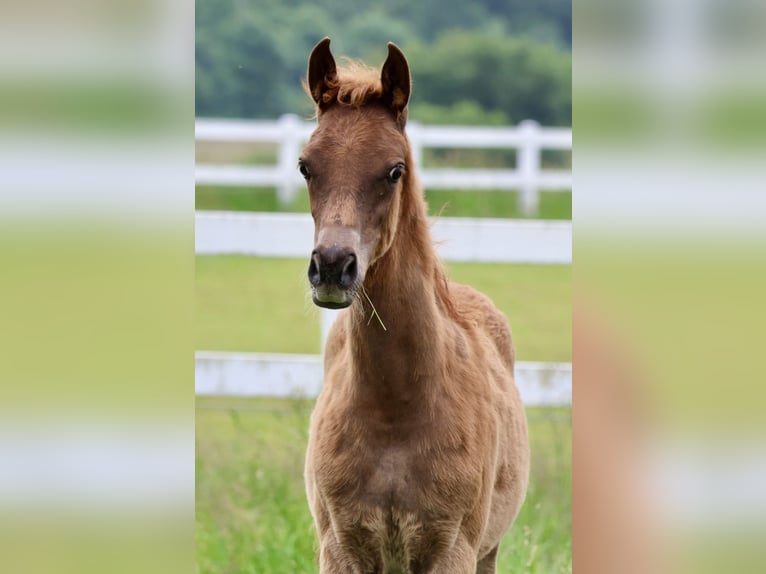 Arabian horses Stallion Foal (03/2024) Chestnut-Red in Bad Oldesloe