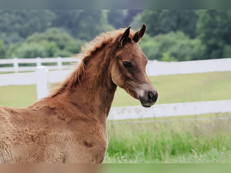 Arabian horses Stallion Foal (03/2024) Chestnut-Red in Bad Oldesloe