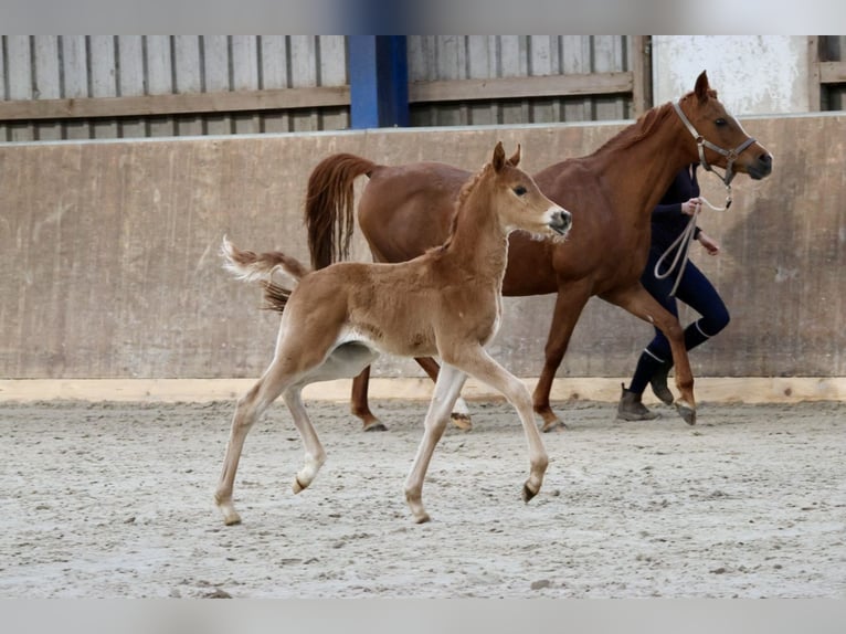 Arabian horses Stallion Foal (03/2024) Chestnut-Red in Bad Oldesloe
