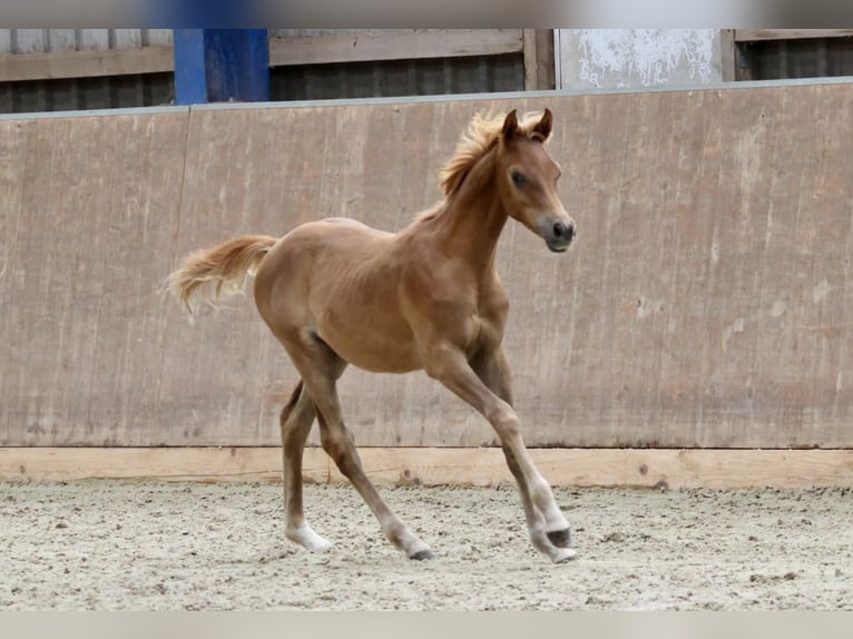 Arabian horses Stallion Foal (03/2024) Chestnut-Red in Bad Oldesloe