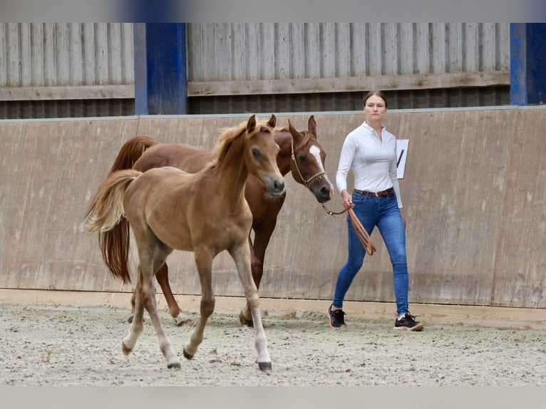 Arabian horses Stallion Foal (03/2024) Chestnut-Red in Bad Oldesloe