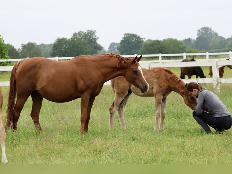 Arabian horses Stallion Foal (03/2024) Chestnut-Red in Bad Oldesloe