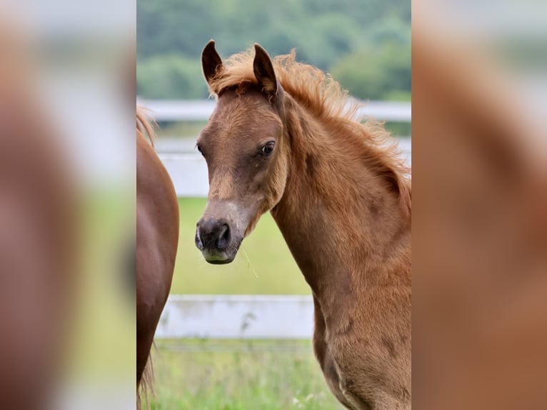 Arabian horses Stallion Foal (03/2024) Chestnut-Red in Bad Oldesloe