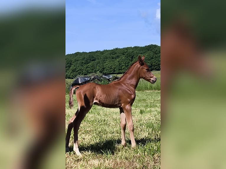 Arabian horses Stallion  Chestnut-Red in JASNEY