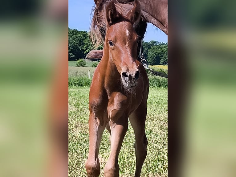 Arabian horses Stallion  Chestnut-Red in JASNEY