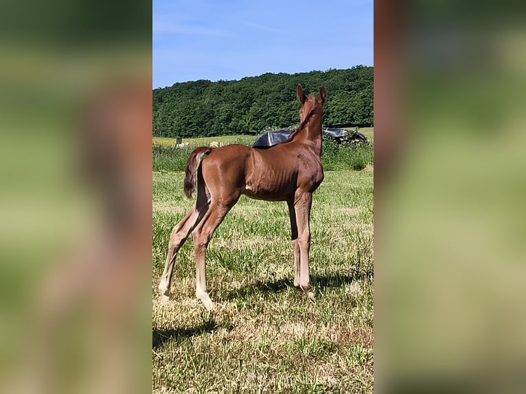 Arabian horses Stallion  Chestnut-Red in JASNEY