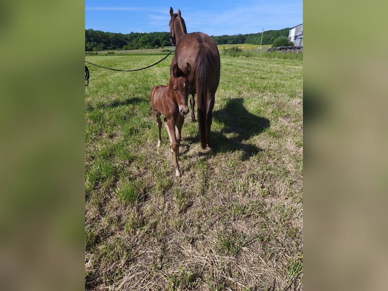 Arabian horses Stallion  Chestnut-Red in JASNEY