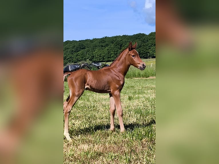 Arabian horses Stallion  Chestnut-Red in JASNEY