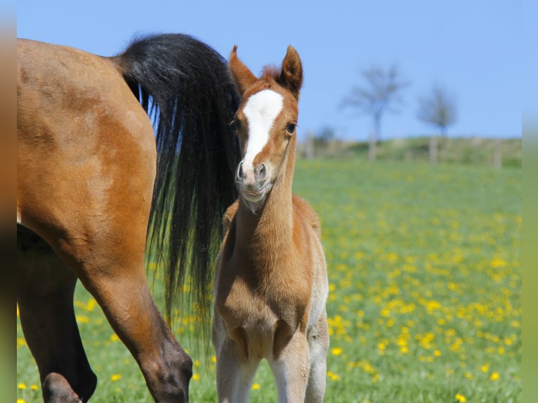 Arabian horses Stallion Foal (04/2026) Chestnut-Red in Wallsee
