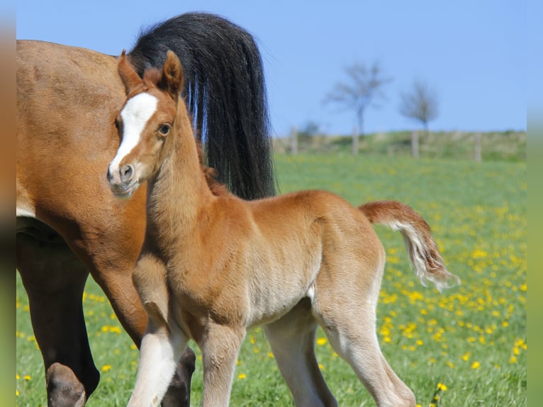 Arabian horses Stallion Foal (04/2026) Chestnut-Red in Wallsee