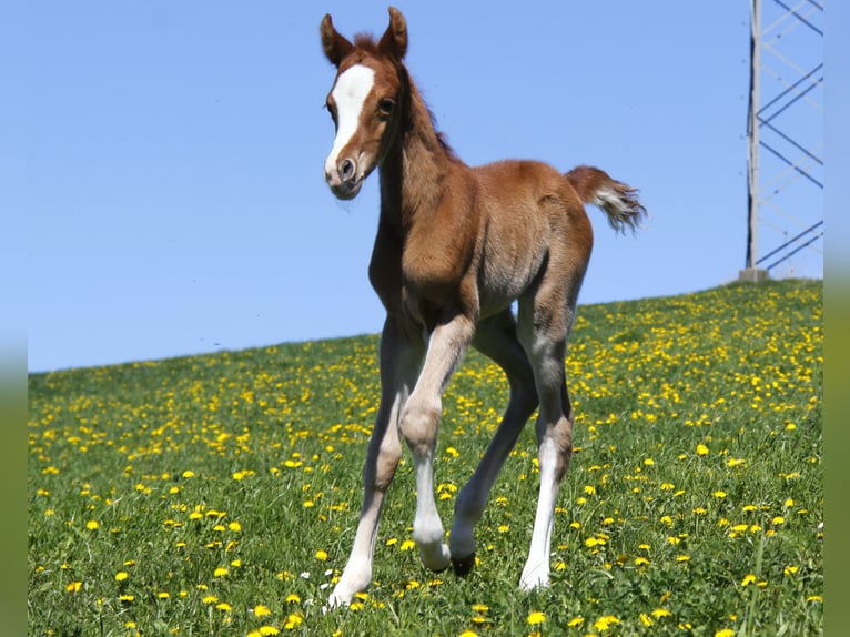 Arabian horses Stallion Foal (04/2026) Chestnut-Red in Wallsee