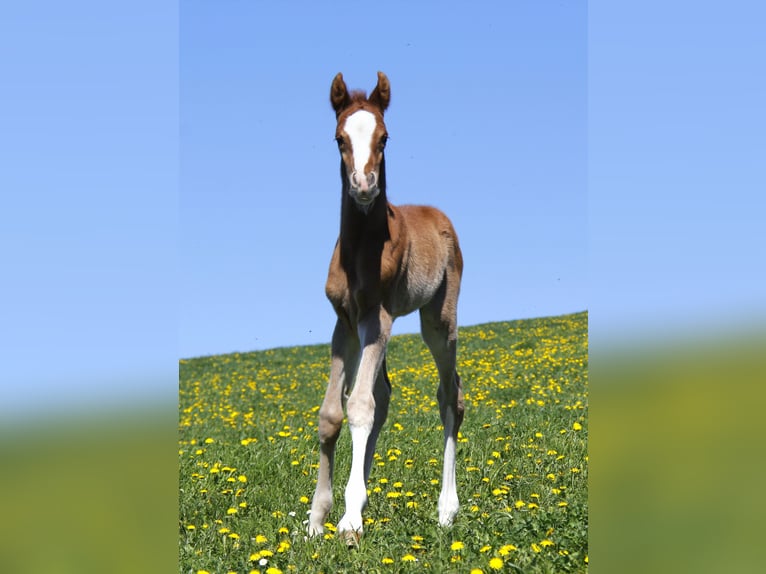 Arabian horses Stallion Foal (04/2026) Chestnut-Red in Wallsee