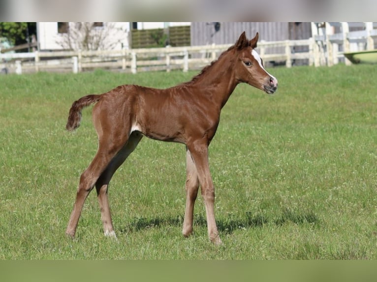 Arabian horses Stallion Foal (04/2024) Chestnut-Red in Bad Oldesloe