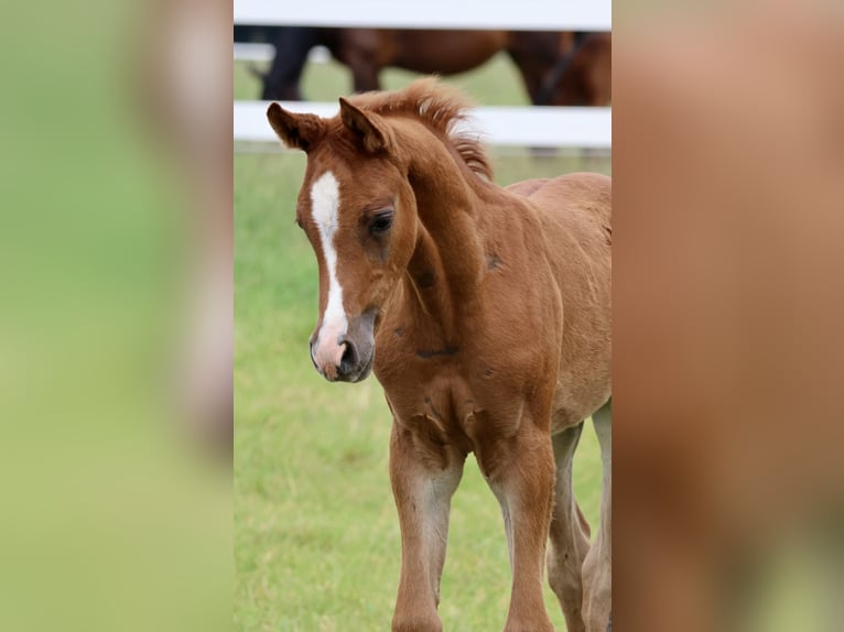 Arabian horses Stallion Foal (04/2024) Chestnut-Red in Bad Oldesloe