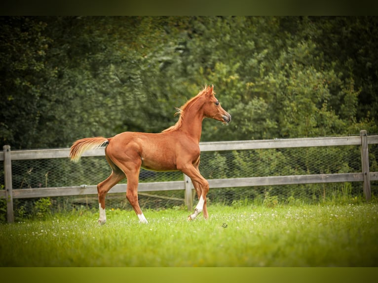 Arabian horses Stallion Foal (03/2024) Chestnut-Red in Bilzen