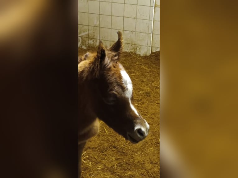 Arabian horses Stallion  Chestnut-Red in Prags/ Braies