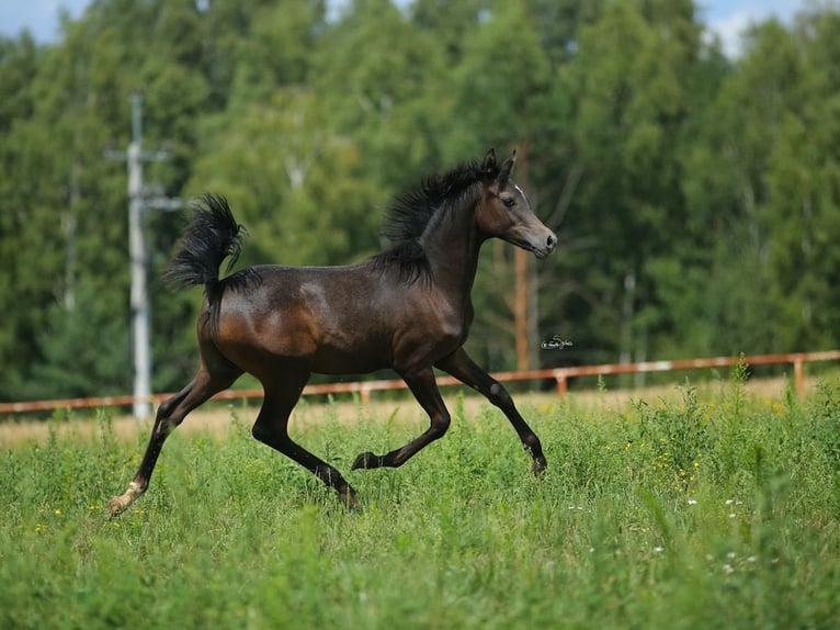 Arabian horses Stallion Foal (01/2023) Gray in WOLA LOKOTOWA