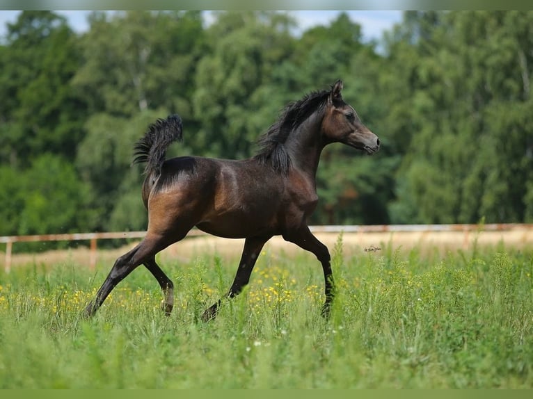Arabian horses Stallion Foal (01/2023) Gray in WOLA LOKOTOWA